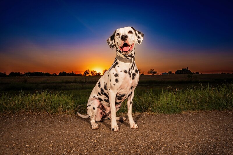 Dalmatian smiling at sunset