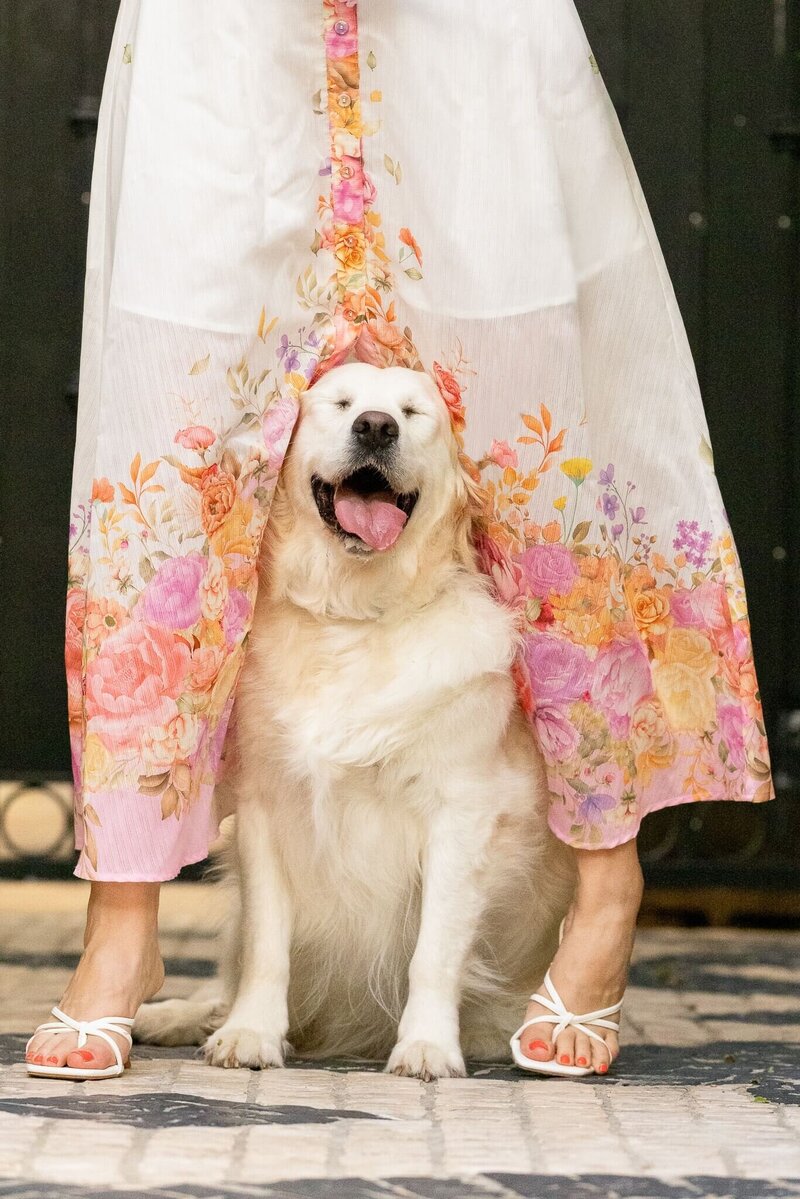 happy dog