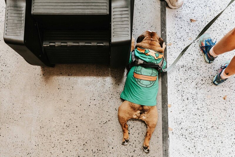 Bulldog by Treadmills in Melbourne Gym: An adorable bulldog wearing a green outfit, sitting beside Technogym treadmills in a bright and airy fitness space.