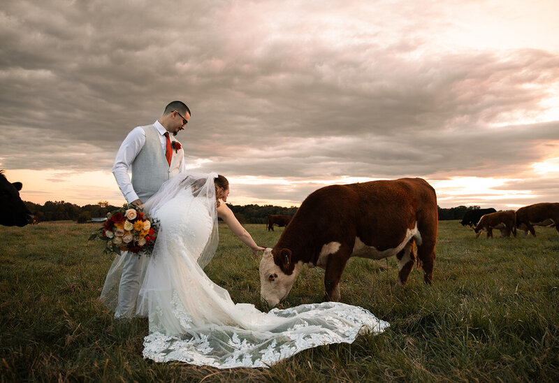 Bride and groom petting a cow at sunset