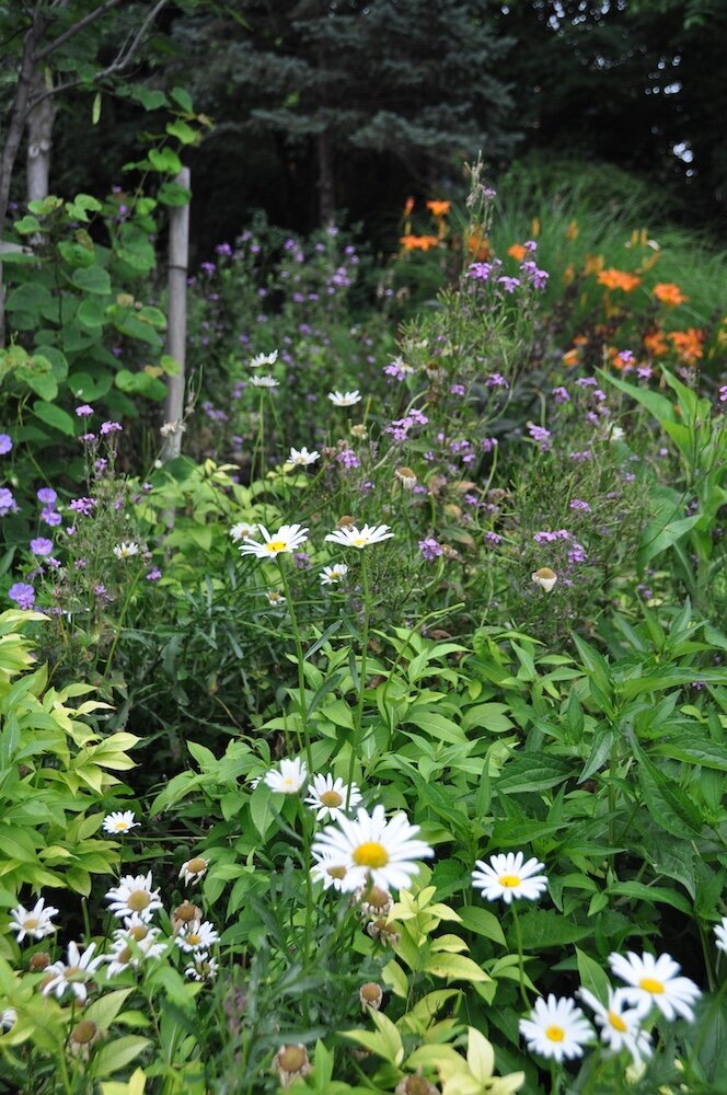 A close up of white daisies and other flowers outside a Kansas City home