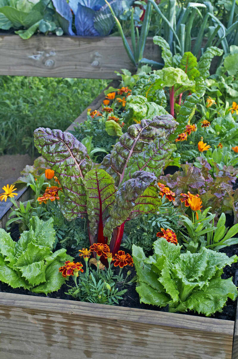 Sharpe-Stationery-and-Printing-My-Top-Ten-Raised-Bed-Vegetable-Garden