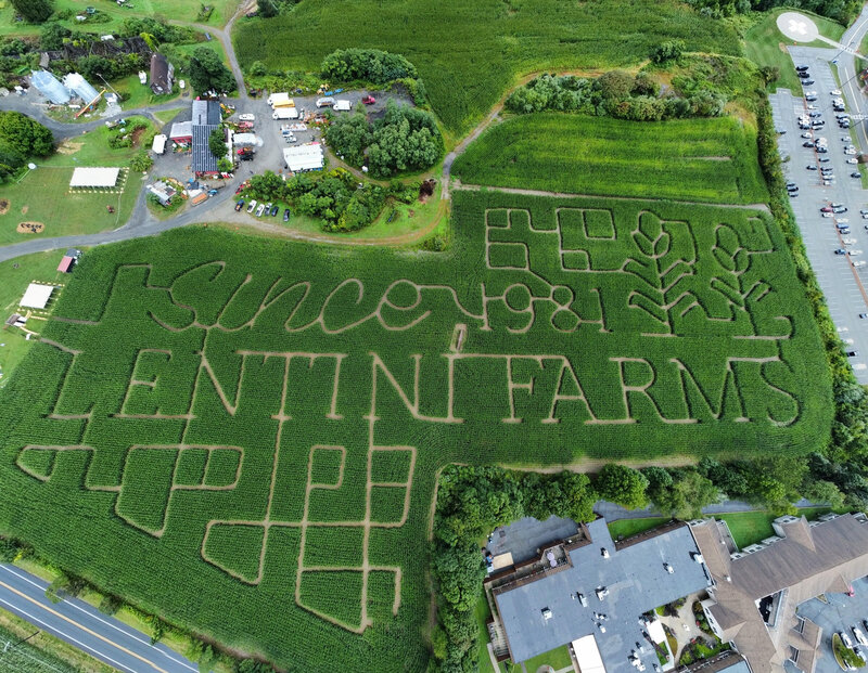 2024 corn maze drone pic