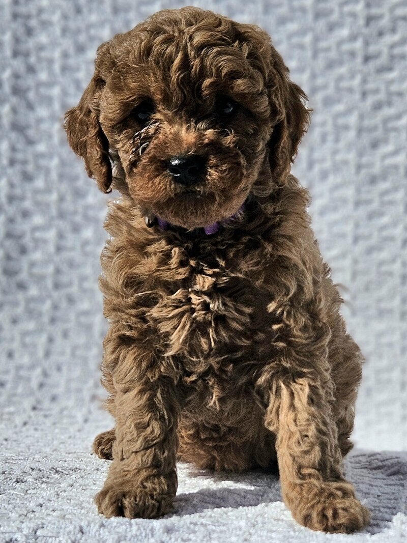 Standard black and brown goldendoodle texas