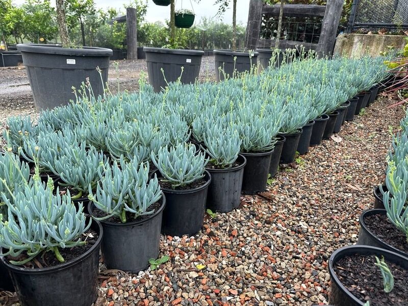 Senecio Mandral - CHALK STICKS - Sydney Plant Nursery - Go green Nurseries