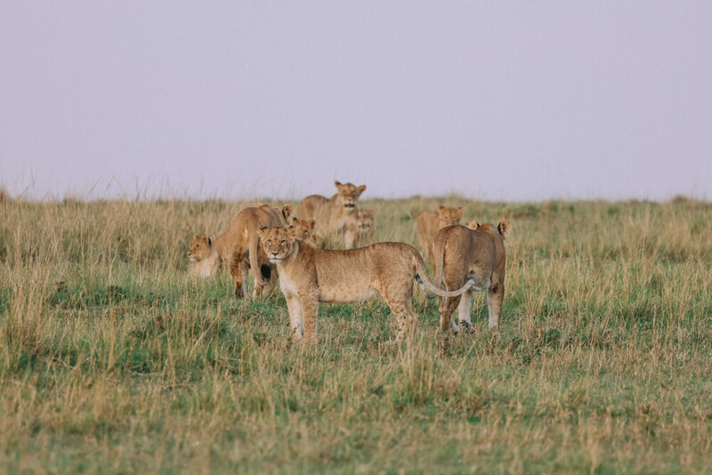 safariedited-511