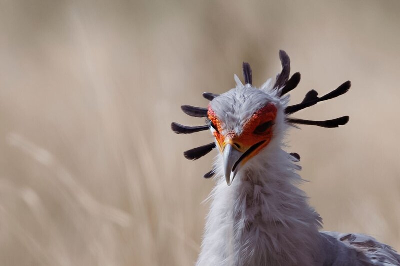 TAASA Safari Wildlife (15)
