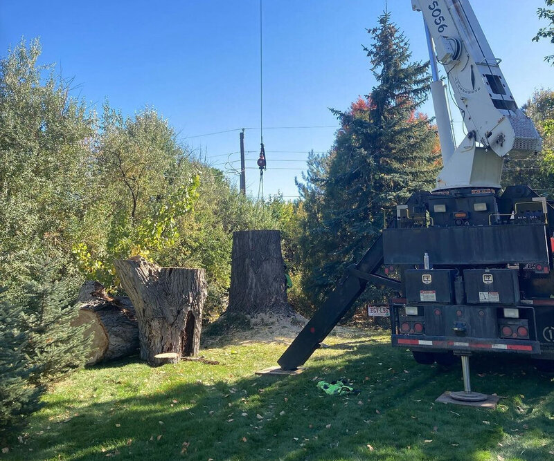 Expert tree and stump removal by Mountainside Crane Service