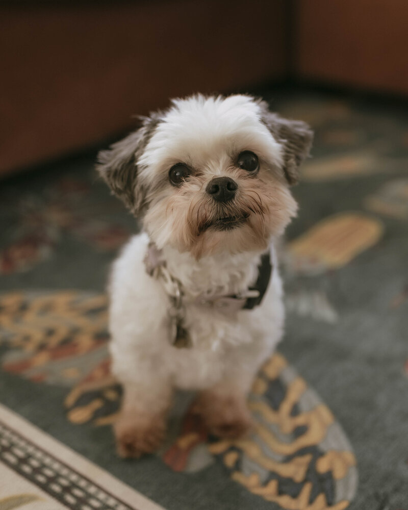 Small dog in living room
