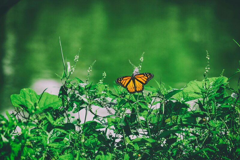 Monarch Butterfly on a Leaf with Water