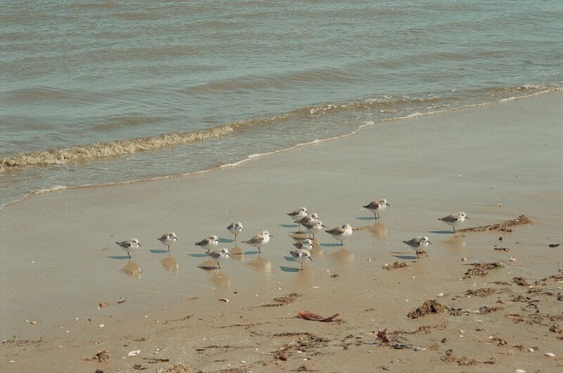 fort-story-birds