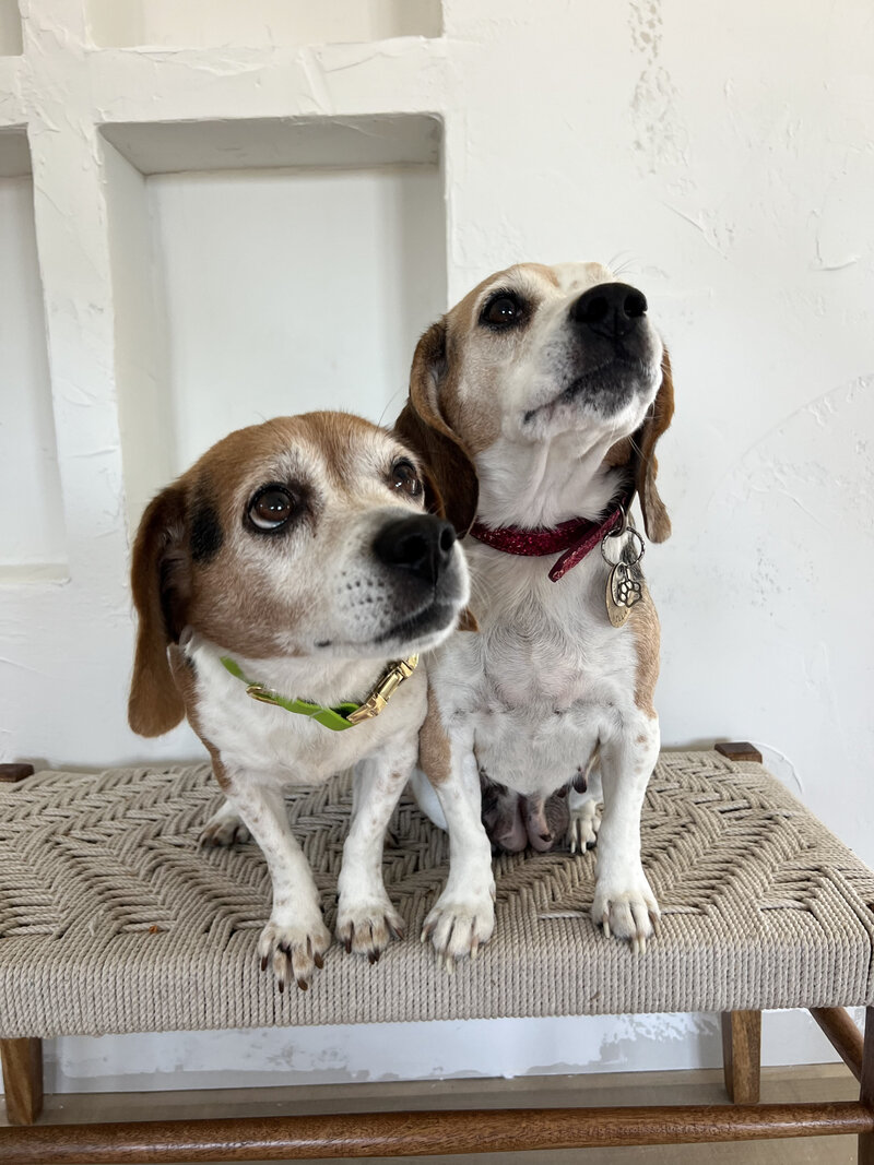 Pocket Beagle Puppies For Sale
