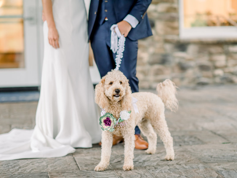 Pricing Guide Special Event Pet Care Company Pawfect For You Check out pawfect life pets supplies deals and product reviews online now! pricing guide special event pet care company pawfect for you