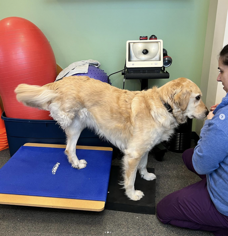 Melinda Harris performs dog rehab to Golden Retrievers
