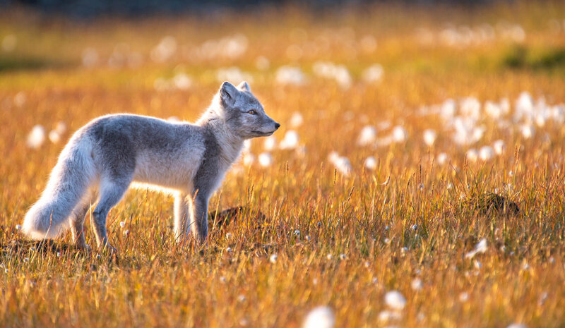 Arctic fox standing in a sunlit field of golden grass and white flowers, looking off into the distance.
