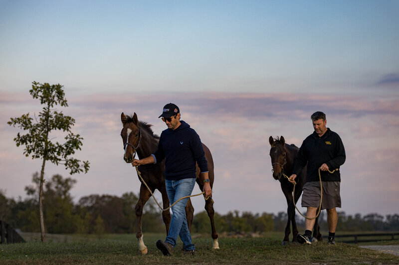 Thoroughbred weanlings being walked to pasture at sunrise.