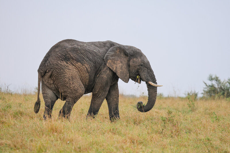 safariedited-374
