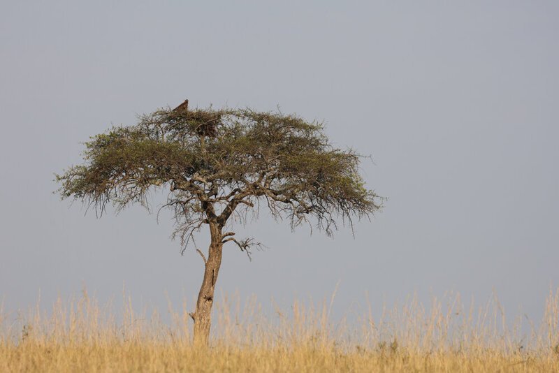 safariedited-492