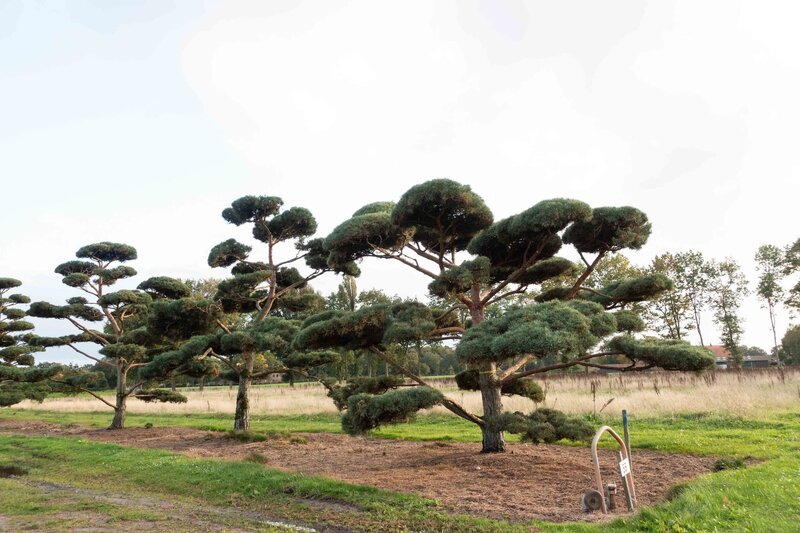 horus-paysages-sourcing-vegetaux-44