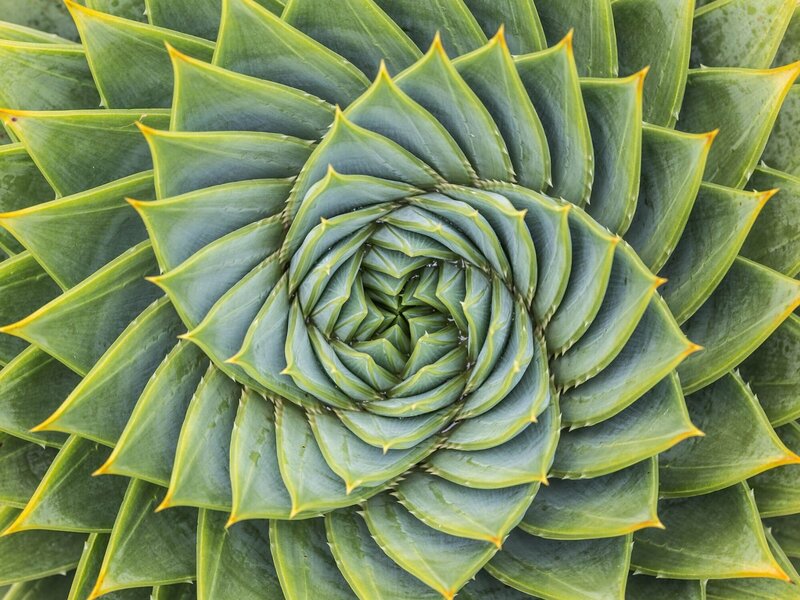 Neurofeedback for Calm