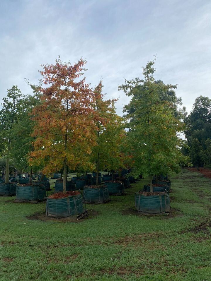 QUERCUS PALUSTRIS - Mature Pin Oak - Sydney Plant Nursery