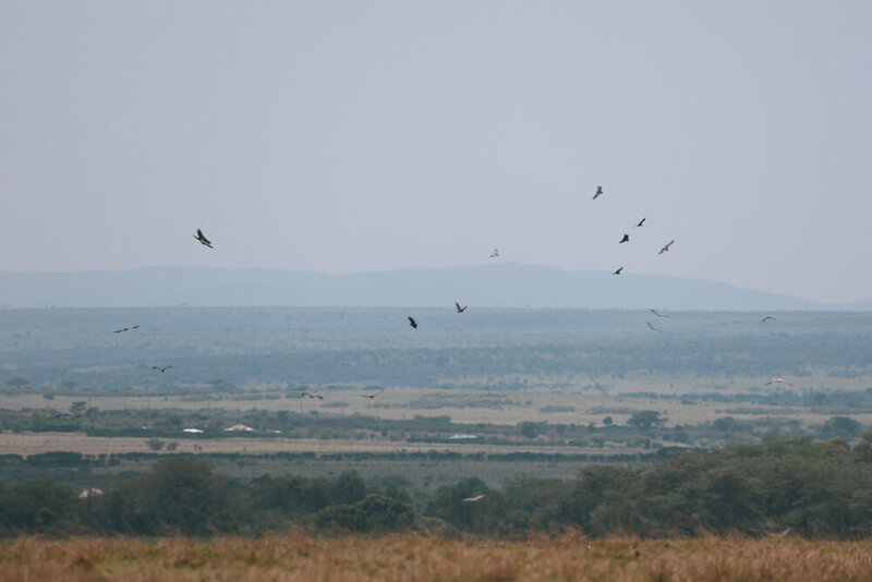 safariedited-033
