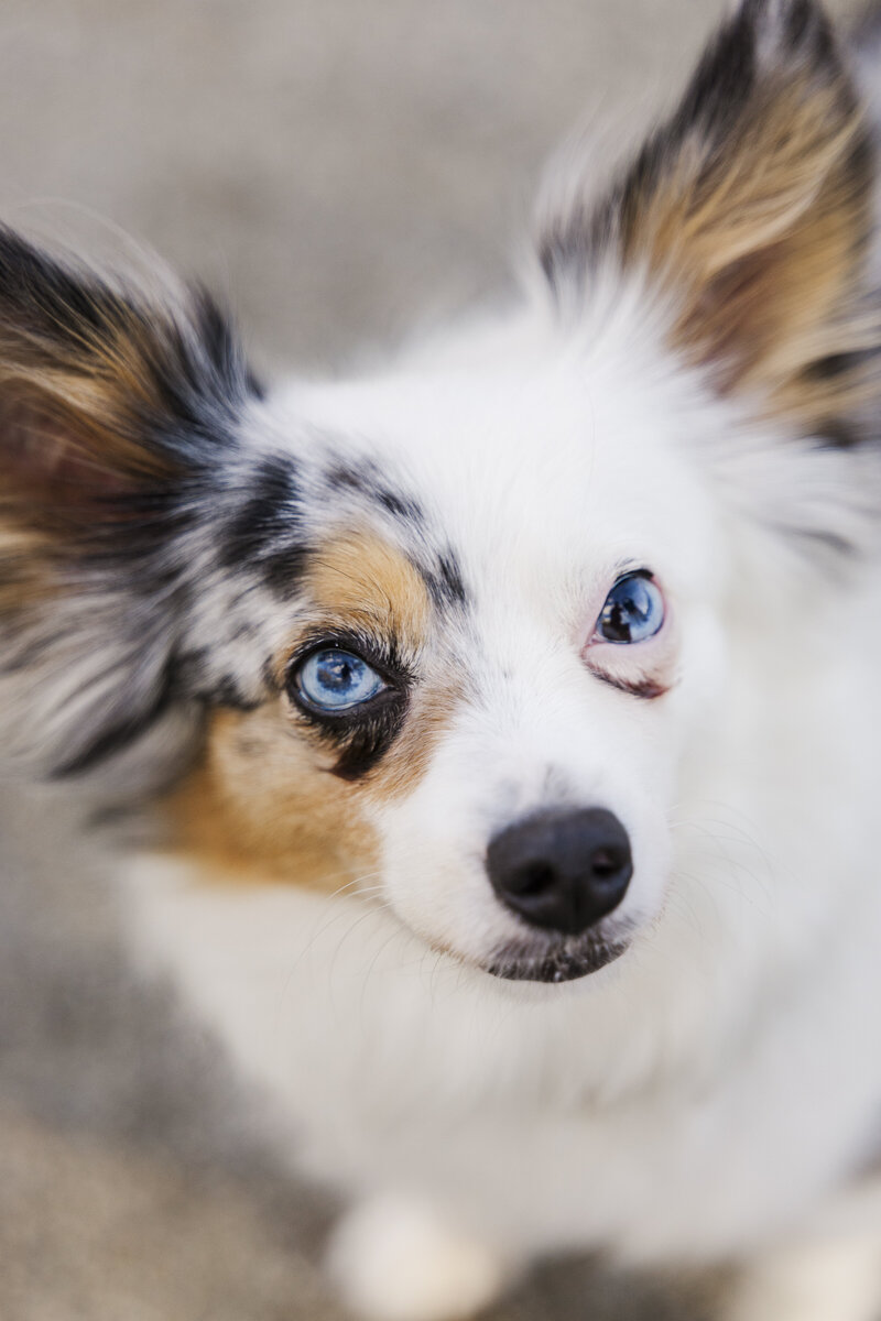 Candid Hudson Valley pet photographers in Beacon capturing playful fetch and cuddles