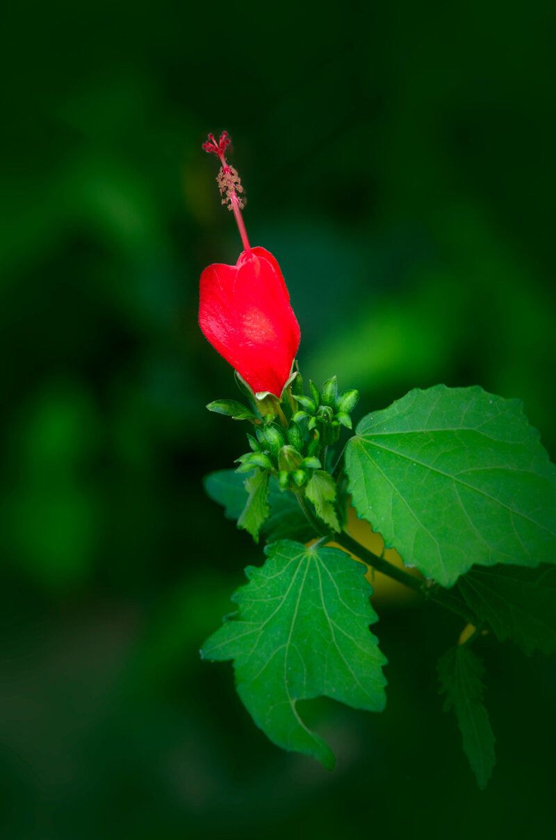 Turks-Cap