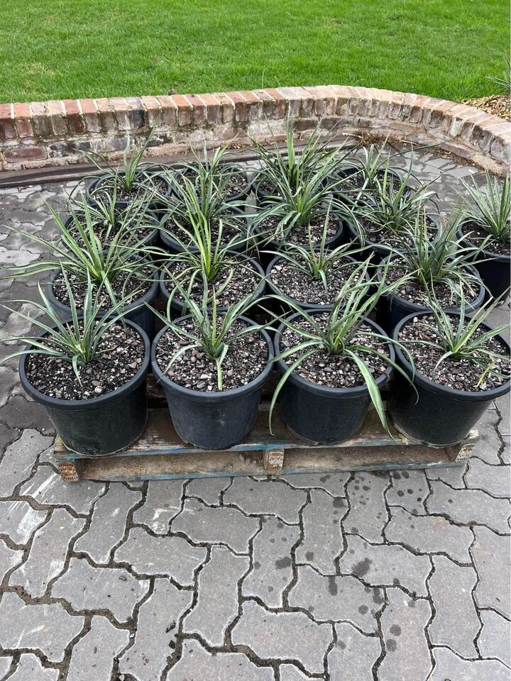 Yucca Filifera - Exotic plants and trees sydney - Go Green nurseries