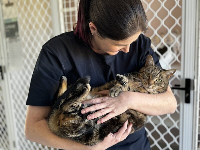 Paradise Pet Retreat Cattery