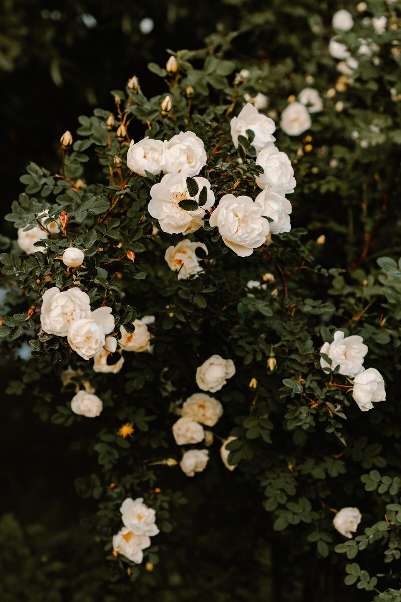 A bush of white roses.