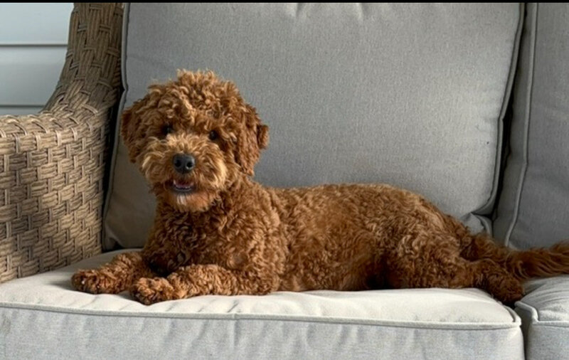dark red mini goldendoodle mom and puppy laying on couch