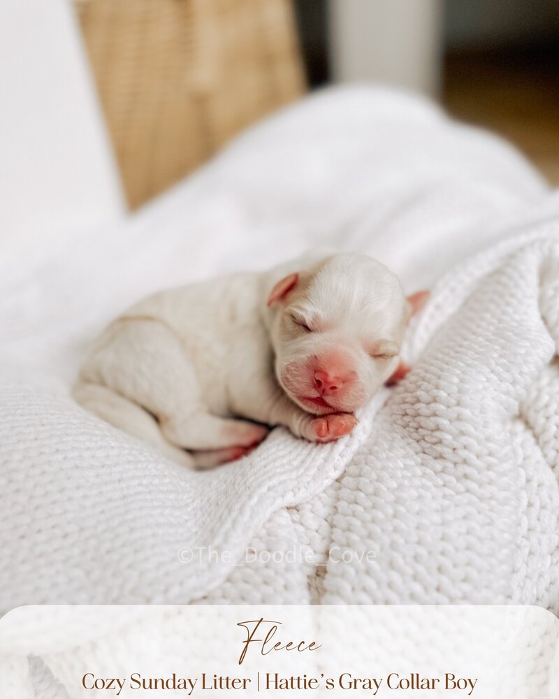 Cozy Sunday litter.zip - Pilsner (4)