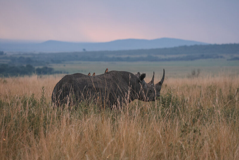 safariedited-010
