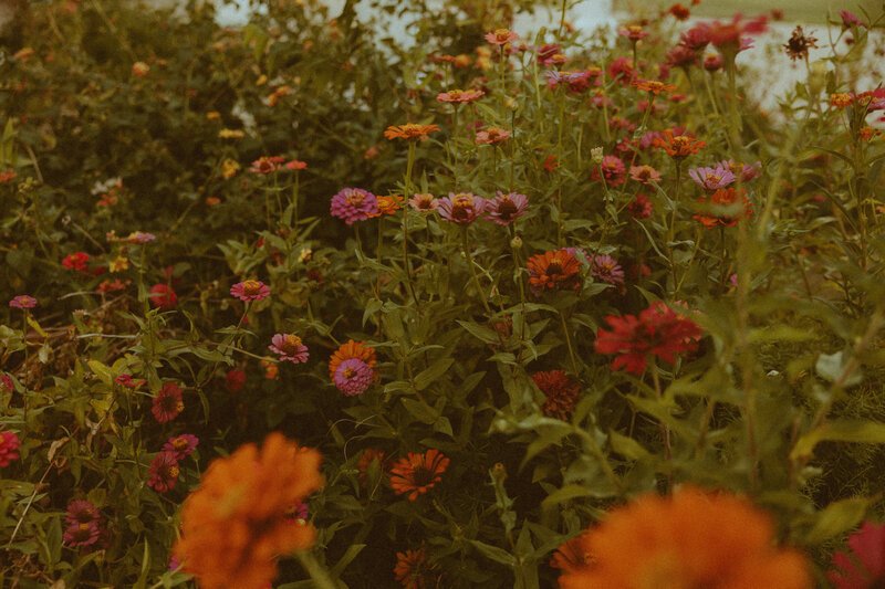 Beautiful close up image of colorful flowers 