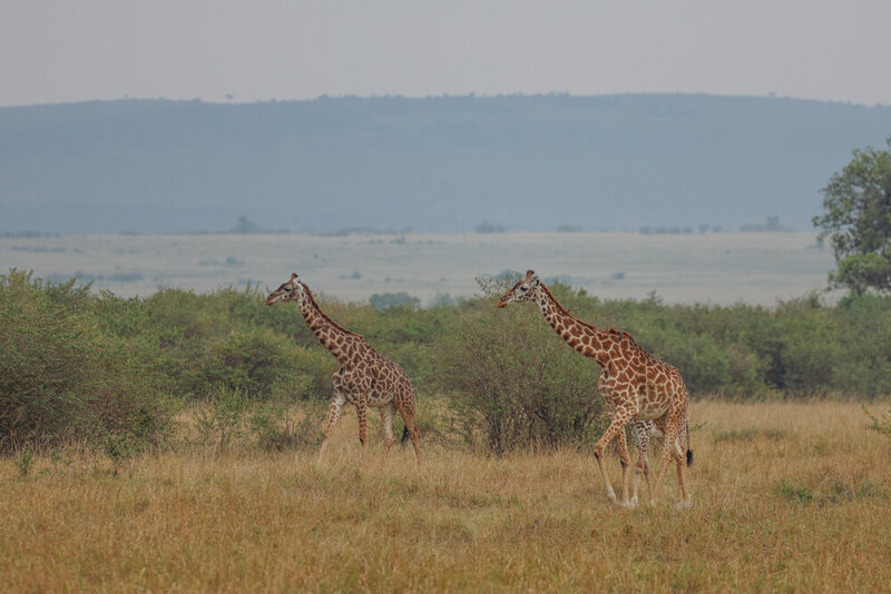 safariedited-153