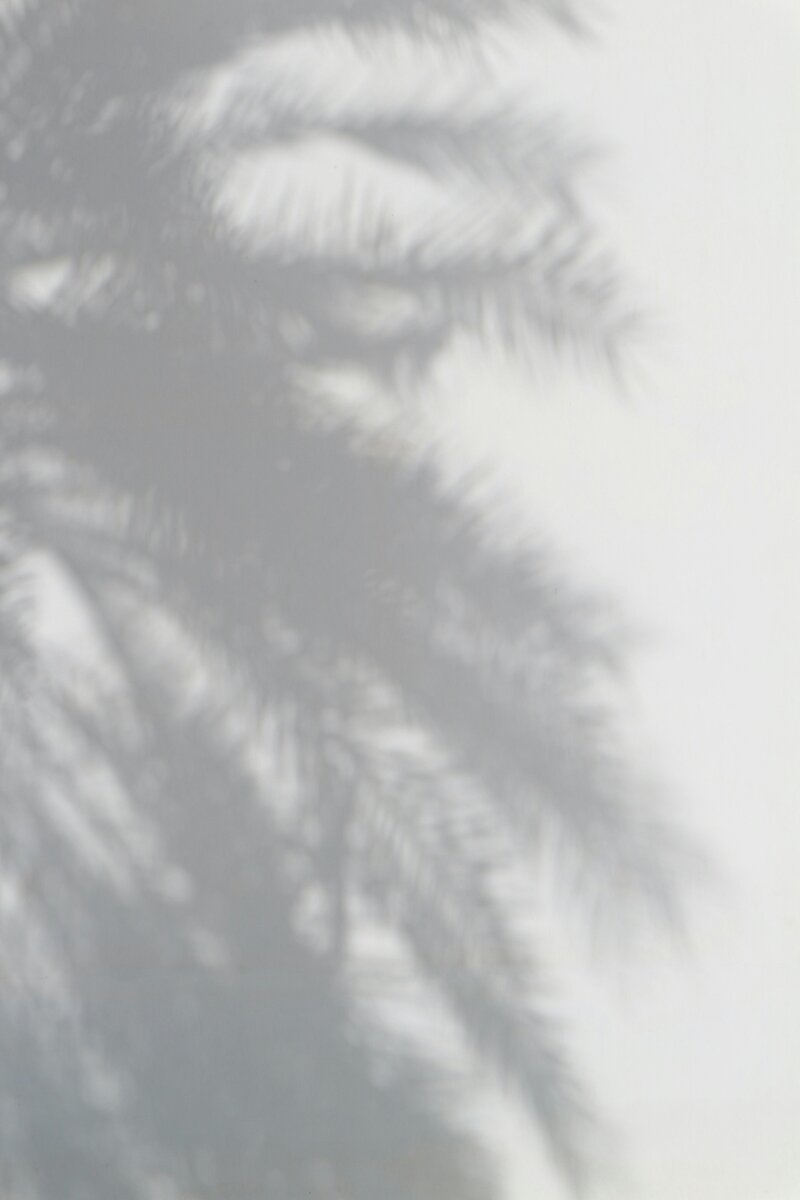 Black and white photo of Palm Tree shadow