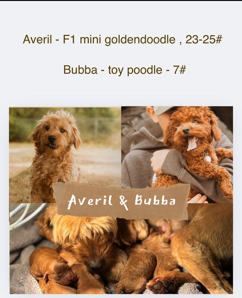 mini and petite birth announcement with pictures of mom F1 mini goldendoodle and dad toy poodle