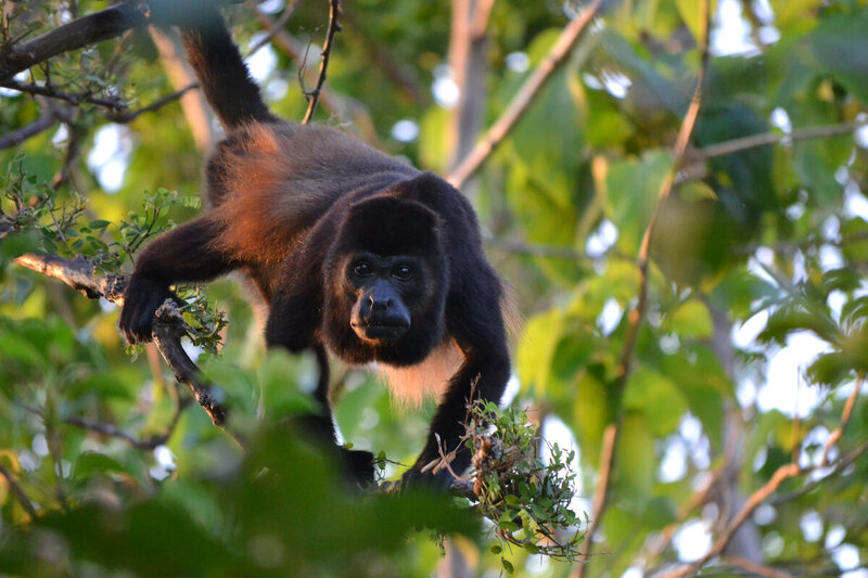 amazing monkey picture blue spirit costa rica