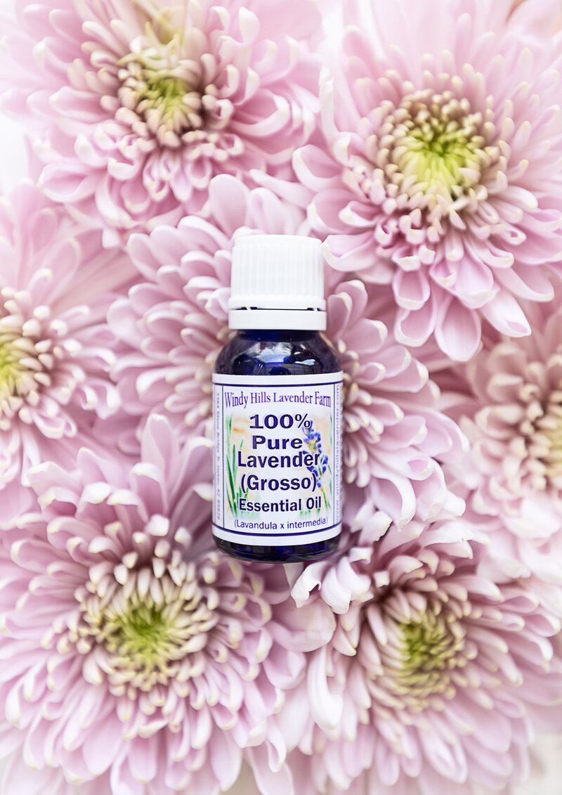 Lavender essential oil on pink daisies