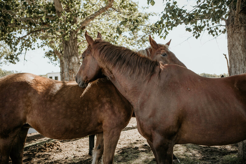 Two brown horses standing side by side in parallel, showcasing their peaceful presence at Spirit's Respite Ranch