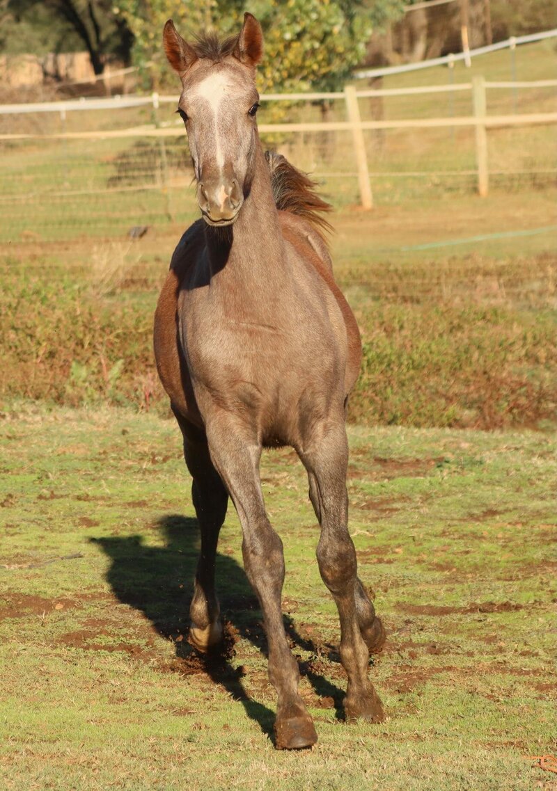 Connemara Sport Horse