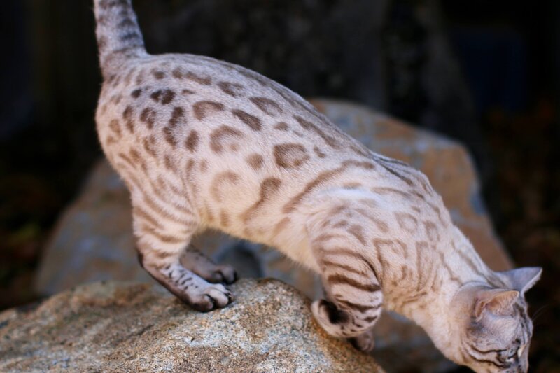 Ayla _ Jakswild Bengals_4