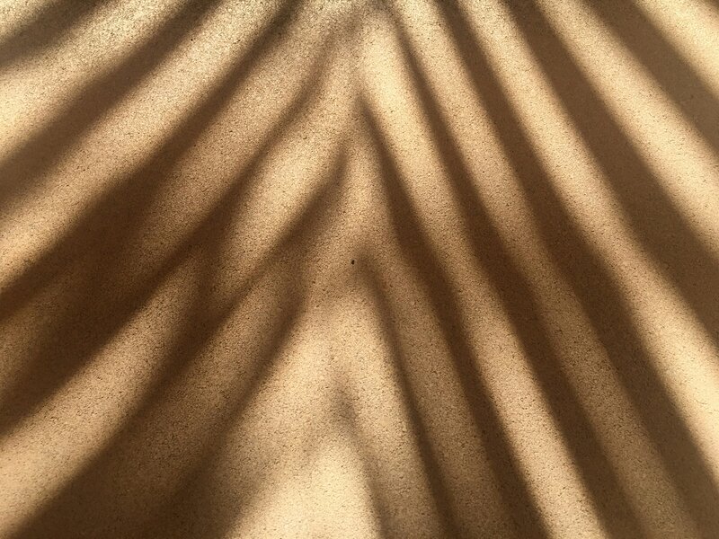 Sepia photo of palm tree shadow