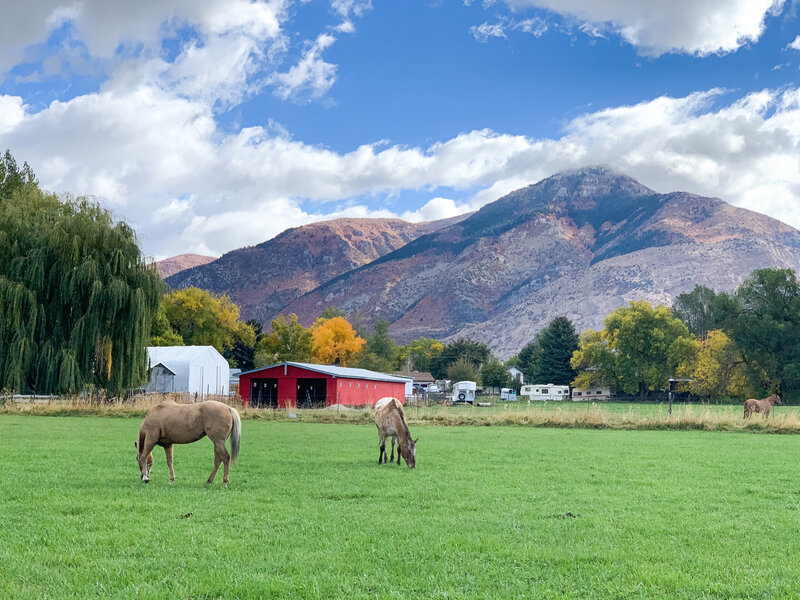 horse pasture, green grass, mountain, horses grazing, utah mountain