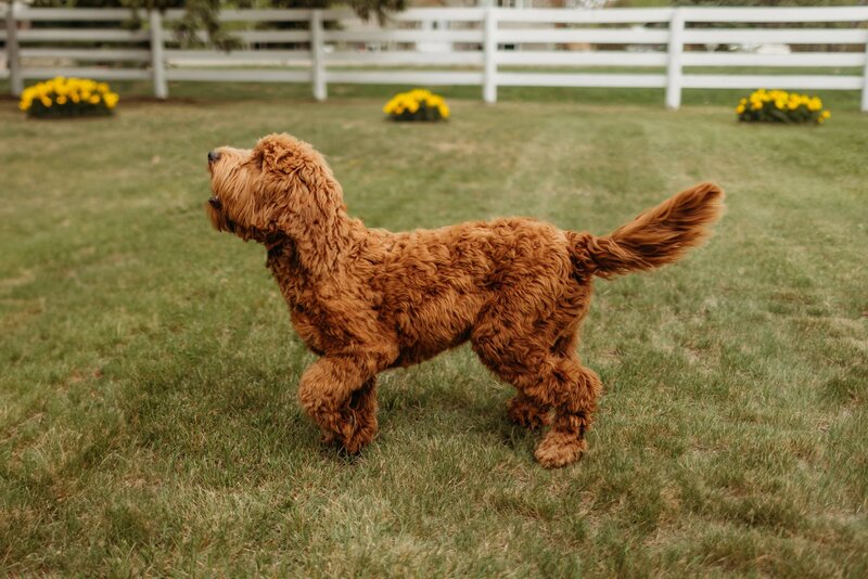baldonnel-lane-labradoodles-breeder-alberta-bc-13