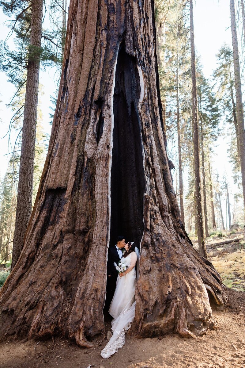 A bride and groom kiss inside of a giant sequoia tree.