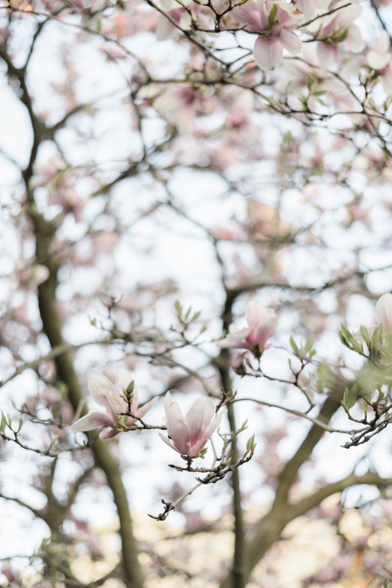 11_Trinity-Bellwoods-Cherry-Blossoms-11