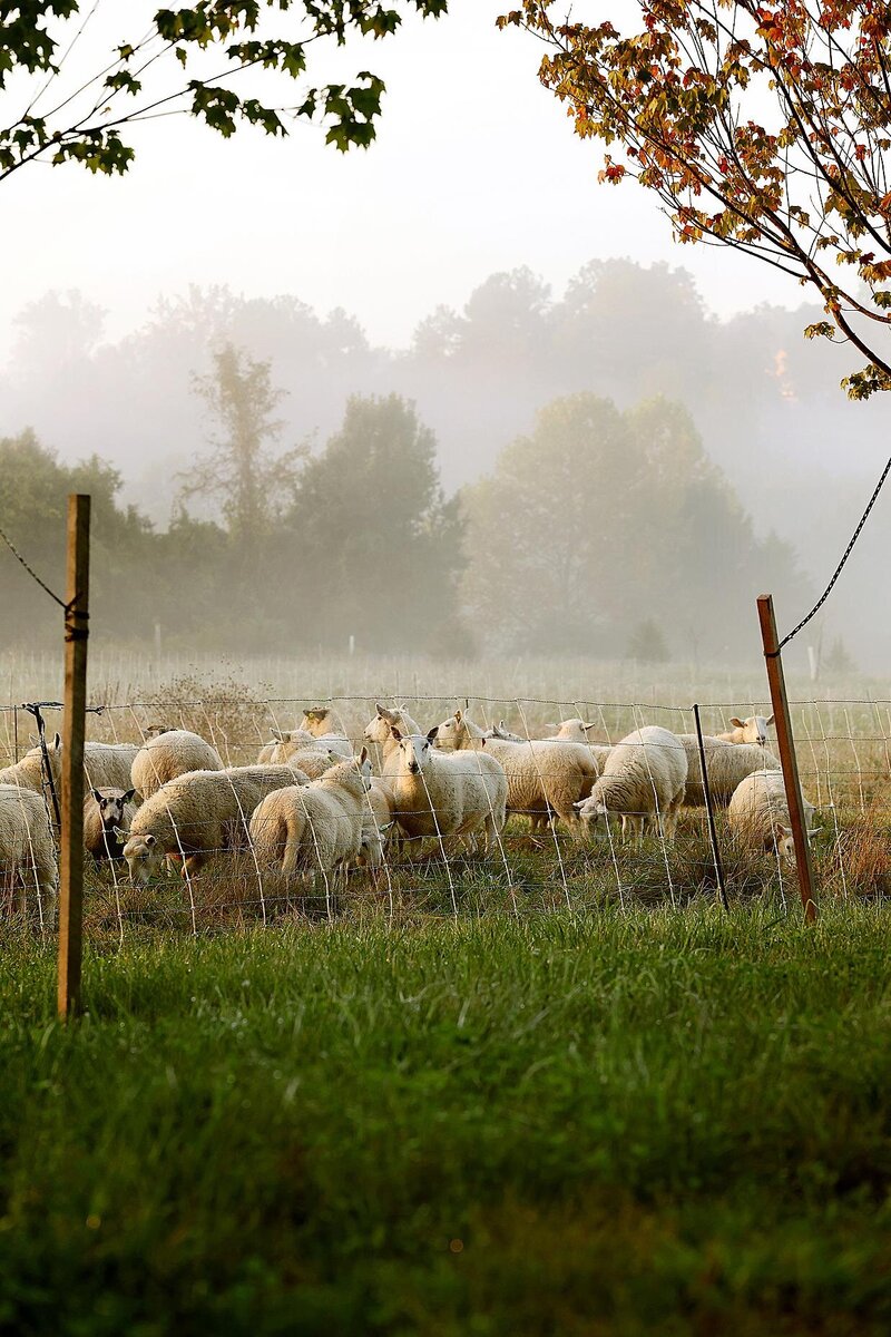 sheep with a misty background