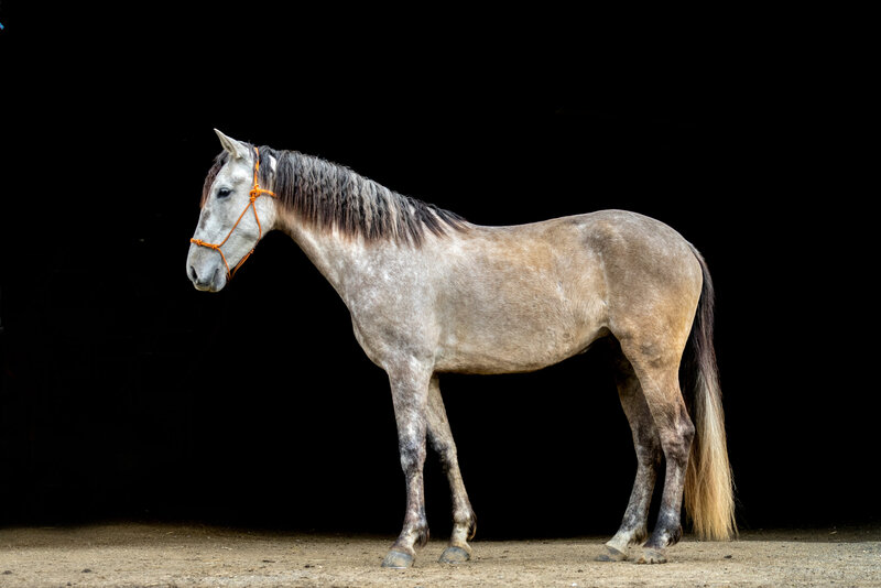 Equestrian-301
